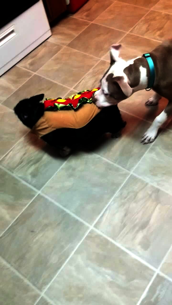 Video thumbnail showing: A chihuahua dog barks and growls at another dog who pulls him around the house by his hot dog costume. Assignment America: Halloween.