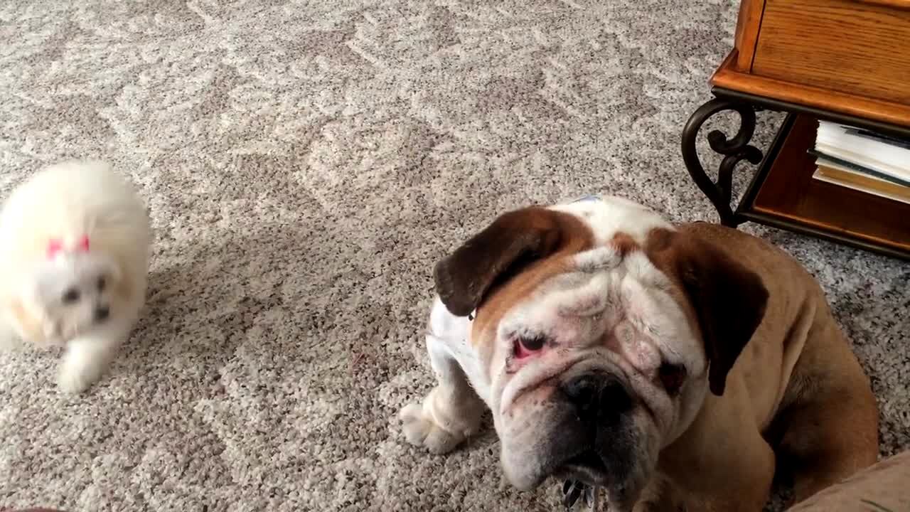 Video thumbnail showing: A small puppy dog barks and runs around while a bulldog dog stares at the camera.