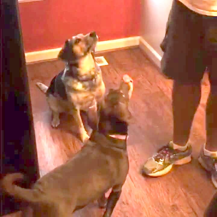 Video thumbnail showing: Dog sneezes and barks on command when begging for a treat.