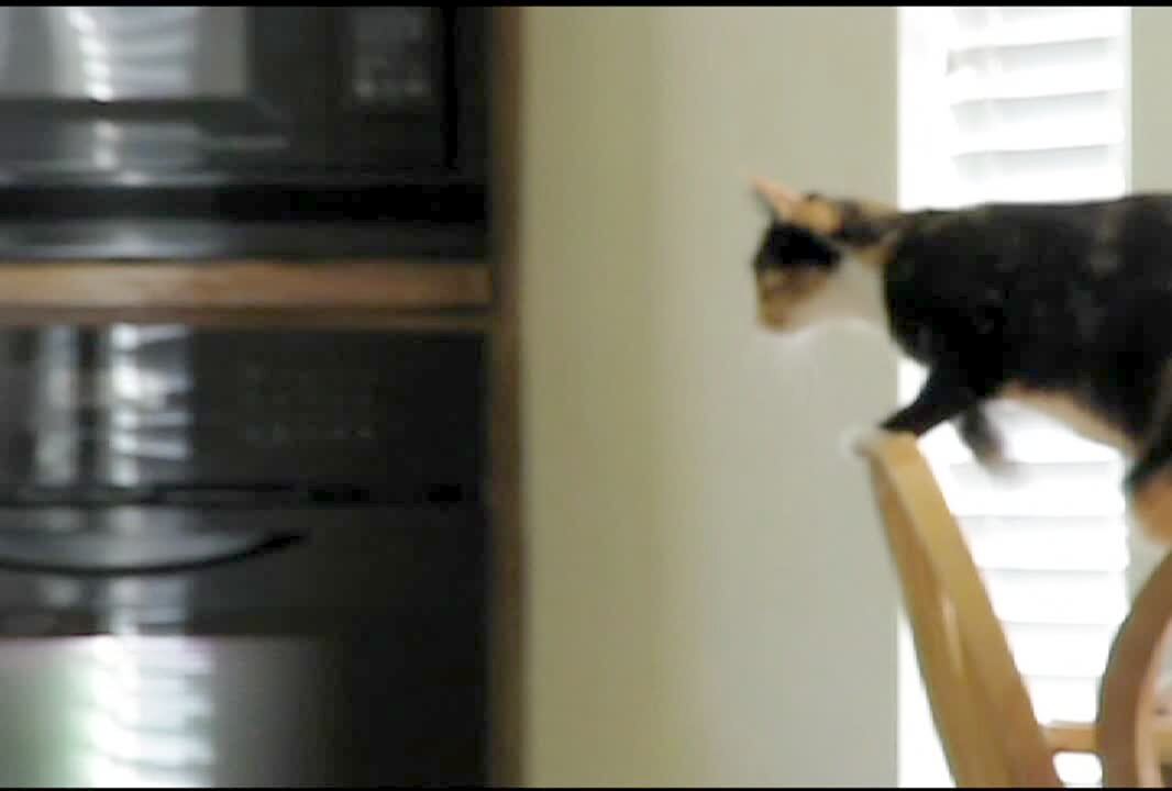 Video thumbnail showing: Cat leaps from table to a scotch tape covered counter top and falls off. Funny walk.