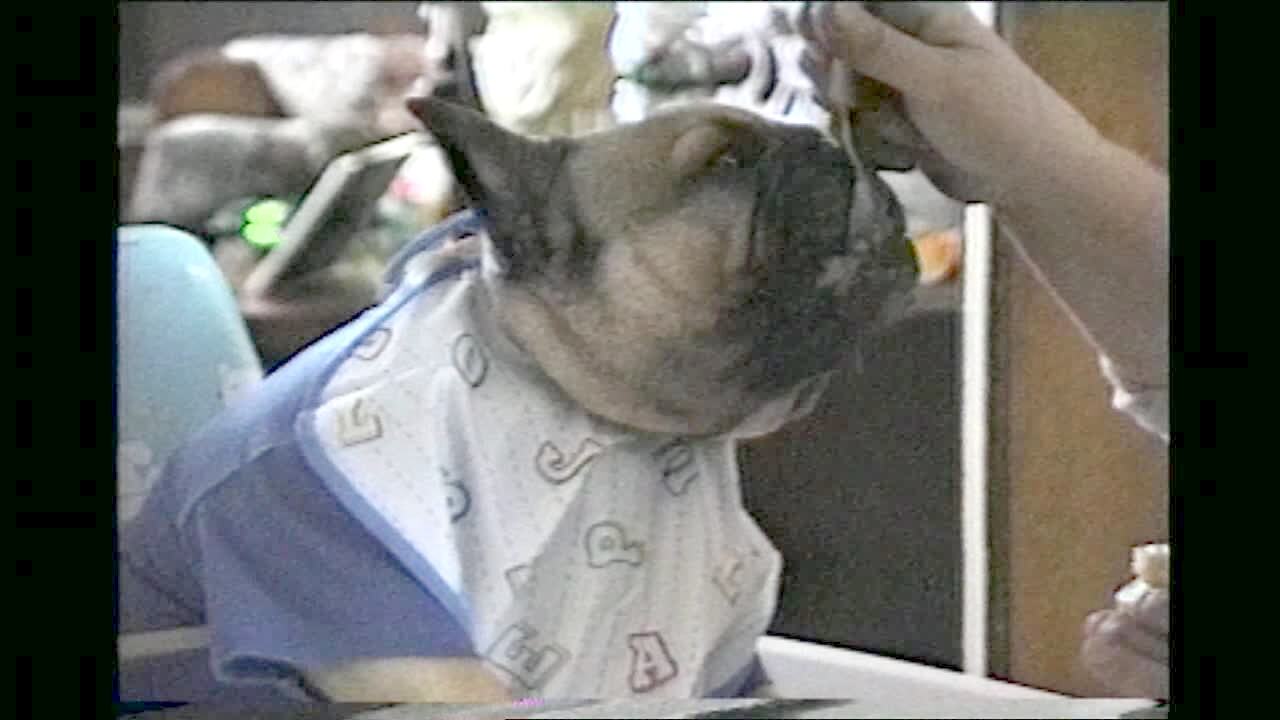 Video thumbnail showing: First Foods. Dog in high chair eats (good comic relief)