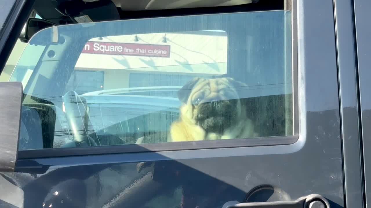 Video thumbnail showing: A woman in her car sees a Pug with a coffee cup lid in his mouth in the car next to her. As she talks to him, another dog pops up and barks at the woman which startles her.