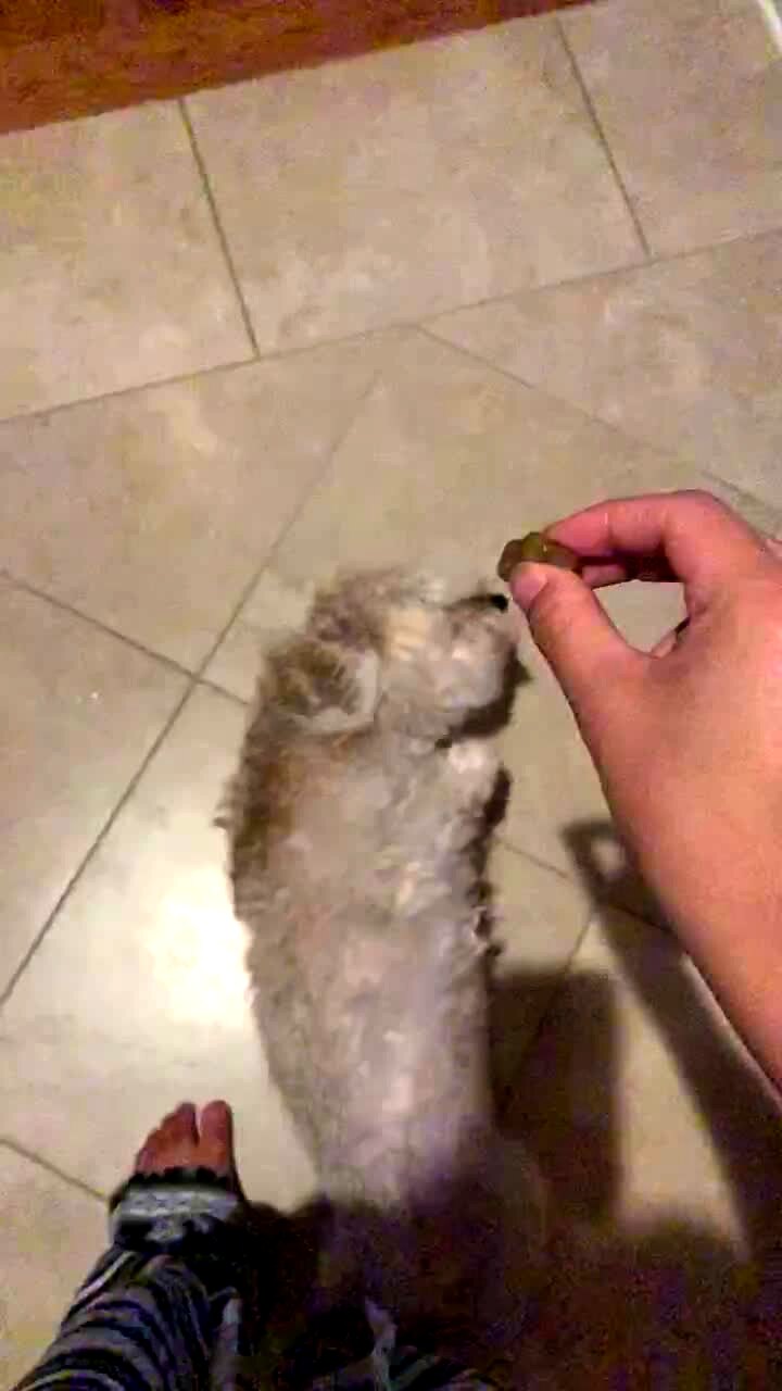Video thumbnail showing: A man goes to give a dog a treat in slow motion and the dog jumps up then falls backwards onto the kitchen floor.