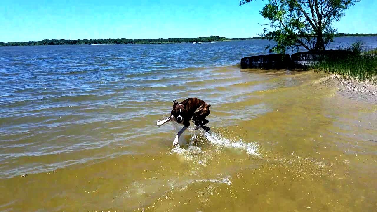 Video thumbnail showing: A dog repeatedly jumps around in the water at the beach because it doesn't know how to swim.