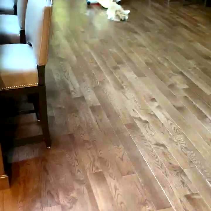 Video thumbnail showing: A young girl squats on a hoverboard in a living room and a puppy dog bites on her shirt and she rides around the room and drags the dog along with her.