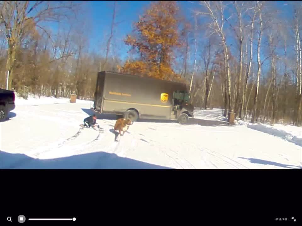 Video thumbnail showing: A large mixed-breed dog pulls a woman across the driveway with his leash when he runs to bark at the UPS delivery driver.
